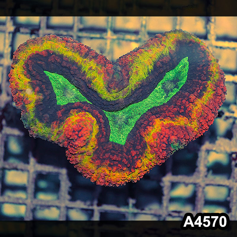 Item#A4570IN4570(M) WYSIWYG Aussie Rainbow Volcano Symphyllia