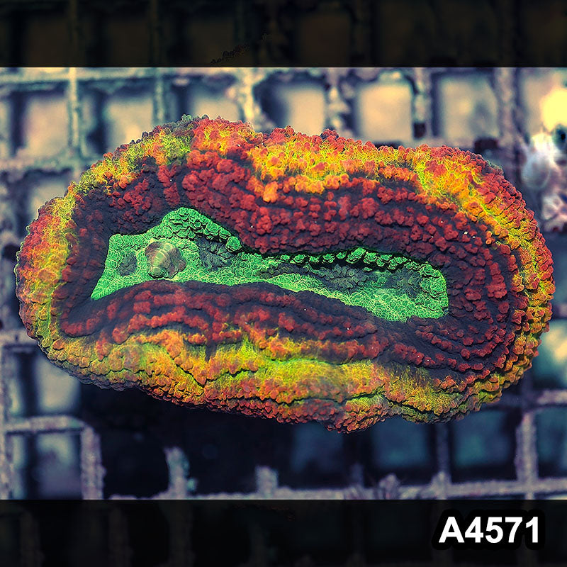 Item#A4571IN4571(M) WYSIWYG Aussie Rainbow Volcano Symphyllia