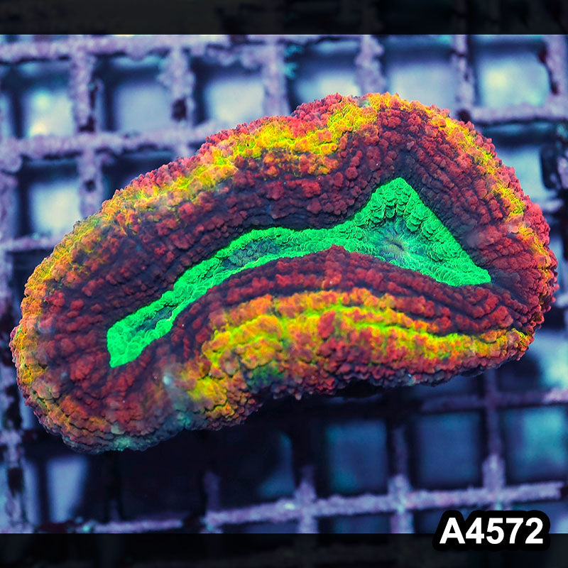 Item#A4572IN4572(M) WYSIWYG Aussie Rainbow Volcano Symphyllia