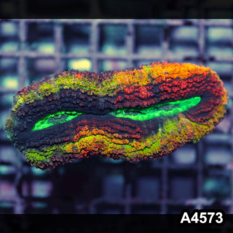 Item#A4573IN4573(M) WYSIWYG Aussie Rainbow Volcano Symphyllia