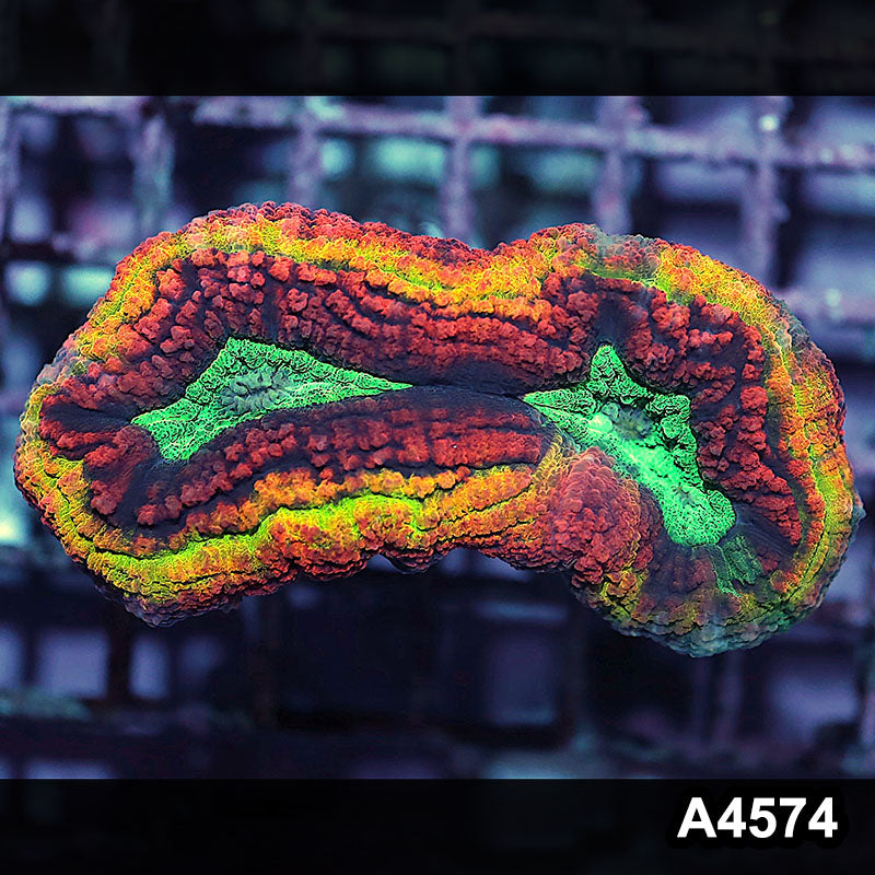 Item#A4574IN4574(M) WYSIWYG Aussie Rainbow Volcano Symphyllia