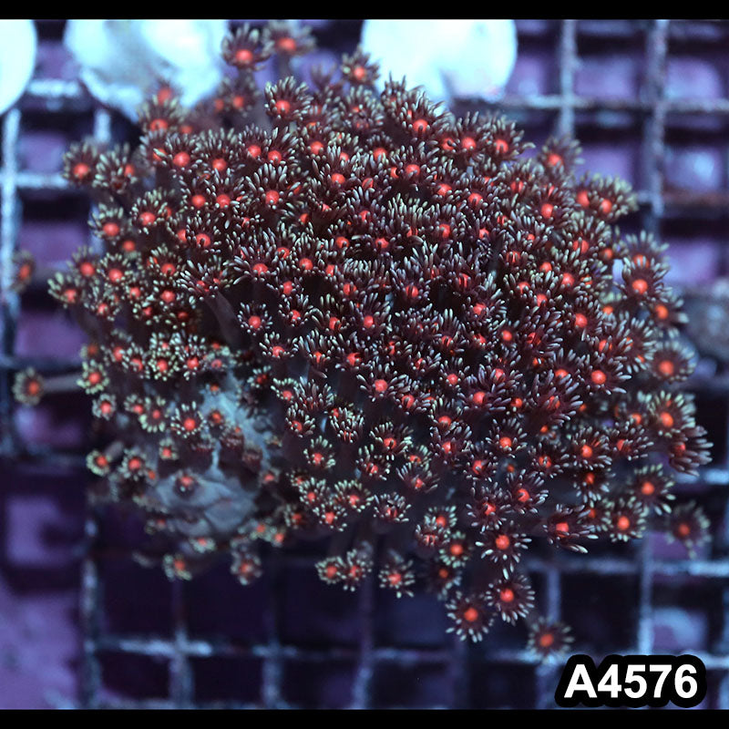 Item#A4576IN4576(M) WYSIWYG Indo Ultra Pink Center Goniopora Colony