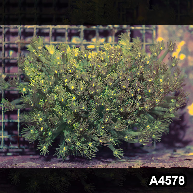 Item#A4578IN4578(M) WYSIWYG Indo Ultra Goniopora Colony