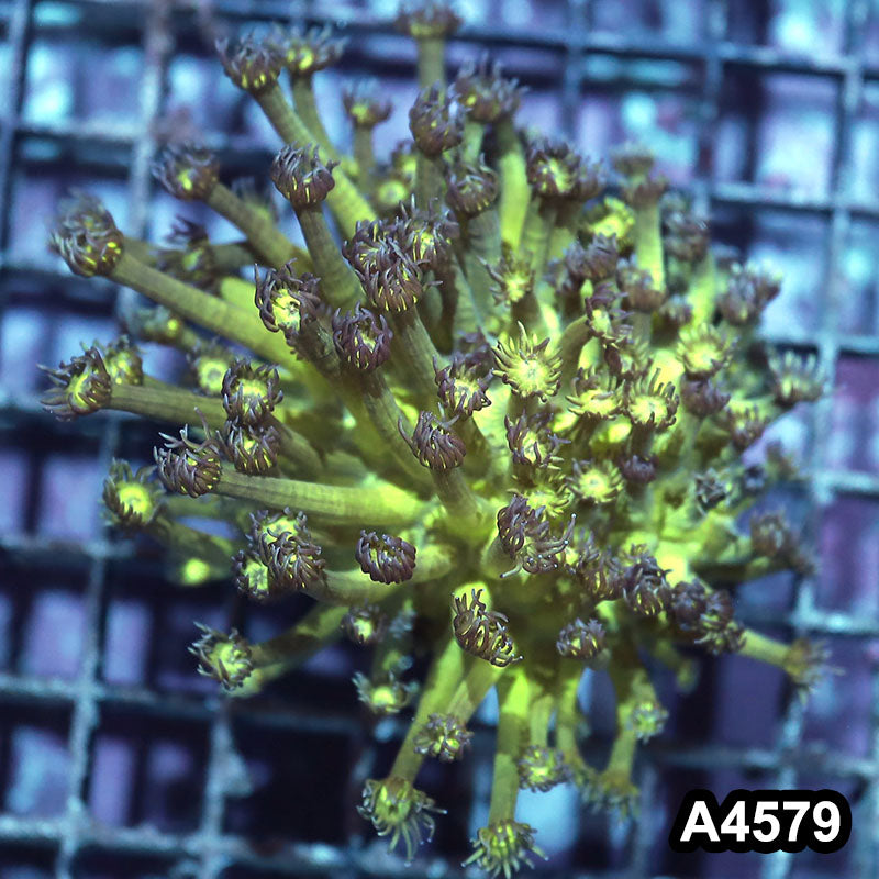 Item#A4579IN4579(M) WYSIWYG Indo Ultra Unique Goniopora Colony