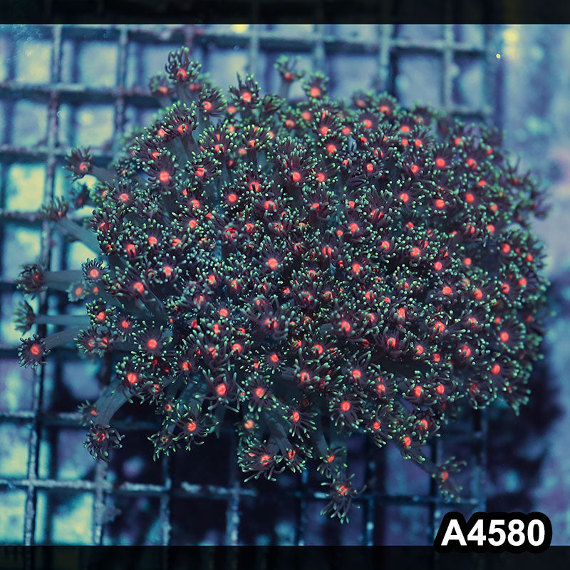 Item#A4580IN4580(M) WYSIWYG Indo Ultra Pink Center Goniopora Colony