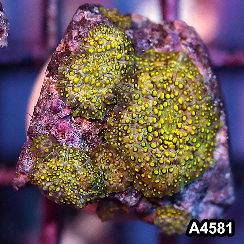 Item#A4581IN4581(S) WYSIWYG Aussie Ultra Rare Yellow Lava Lamp Mushrooms