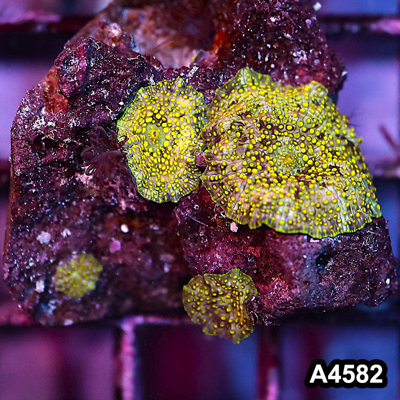 Item#A4582IN4582(S) WYSIWYG Aussie Ultra Rare Yellow Lava Lamp Mushrooms