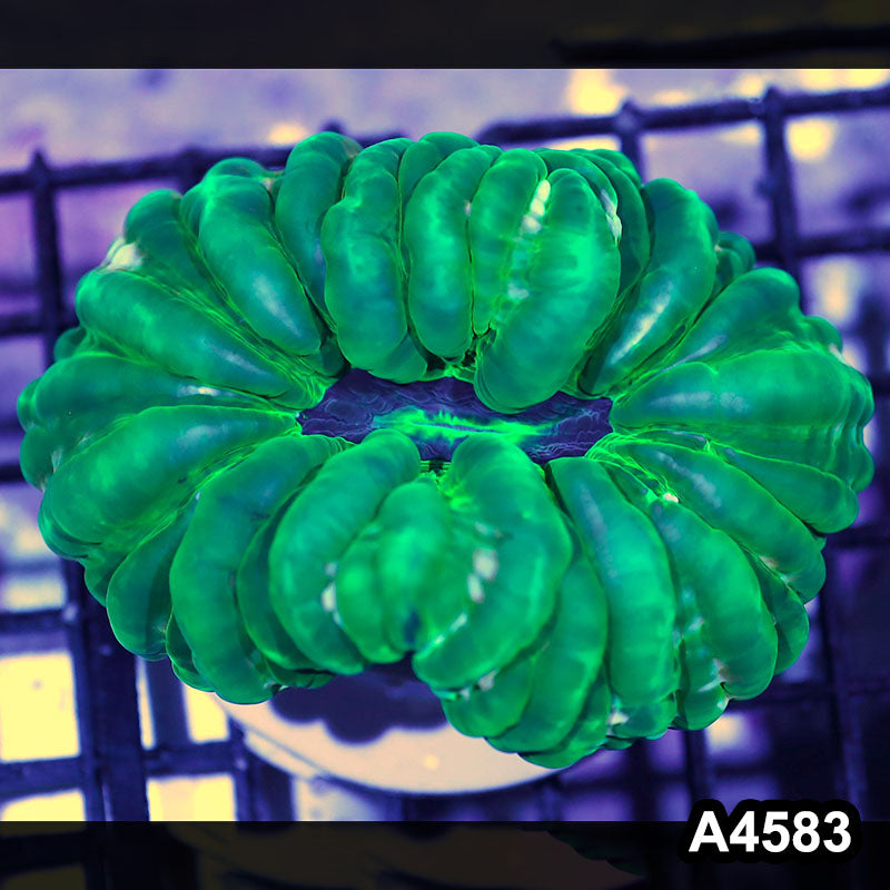 Item#A4583IN4538(M) WYSIWYG Aussie Ultra Cynarina