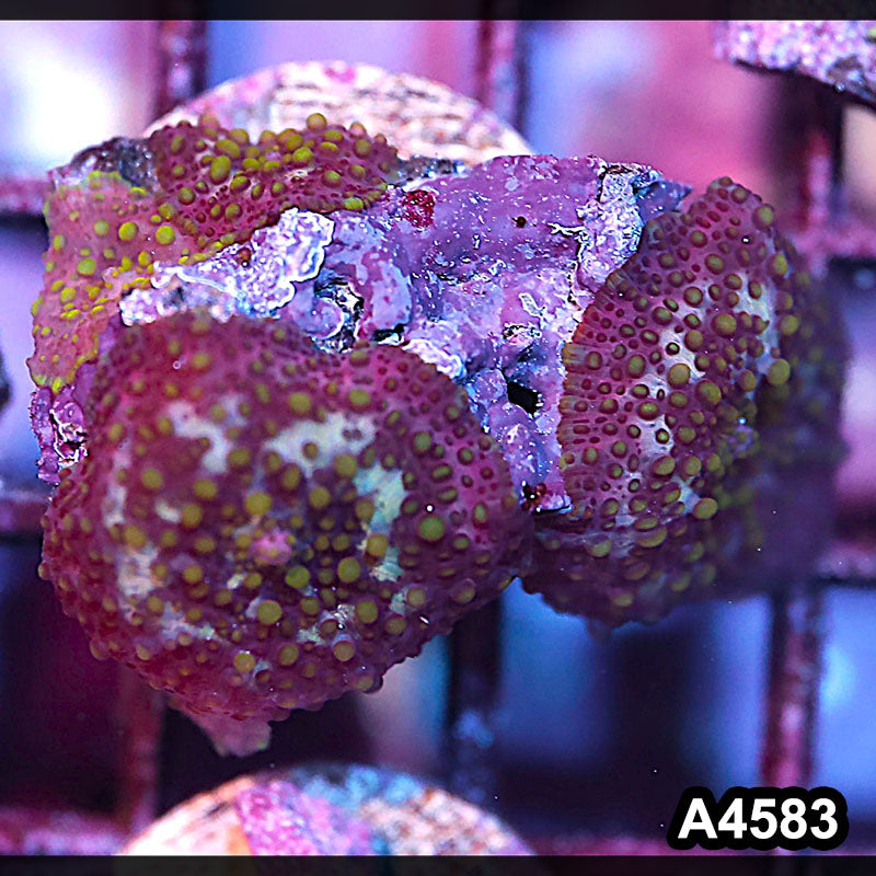 Item#A4583IN4583(S) WYSIWYG Indo Ultra Lava Lamp Mushrooms