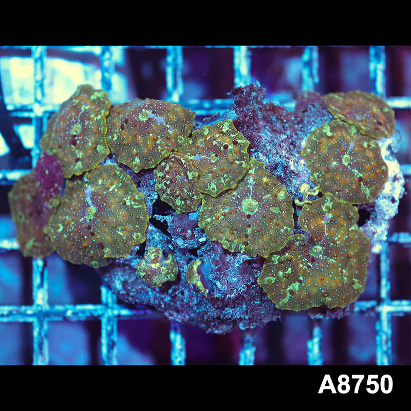 Item#A8750IN8750(M) WYSIWYG Vietnam Ultra Unique Gold Discosoma Mushroom Colony