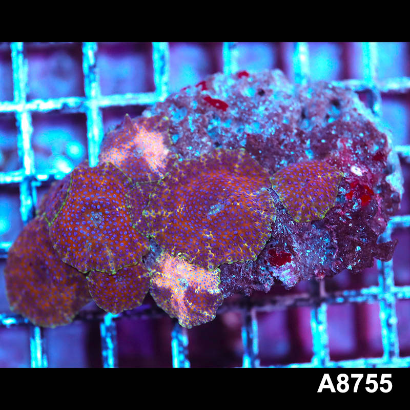Item#A8755IN8755(S) WYSIWYG Vietnam Ultra Unique Discosoma Mushroom Colony