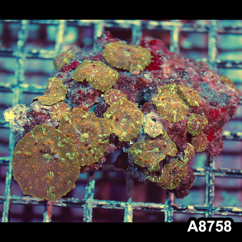 Item#A8758IN8758(M) WYSIWYG Vietnam Ultra Unique Gold Discosoma Mushroom Colony