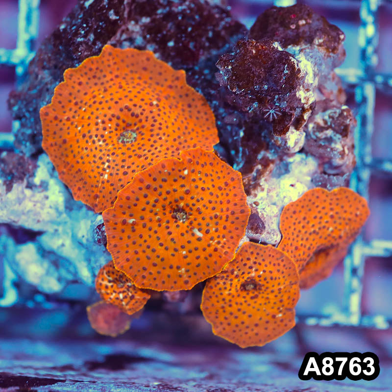 Item#A8763IN8763(S) WYSIWYG Vietnam Ultra Unique Discosoma Mushroom Colony