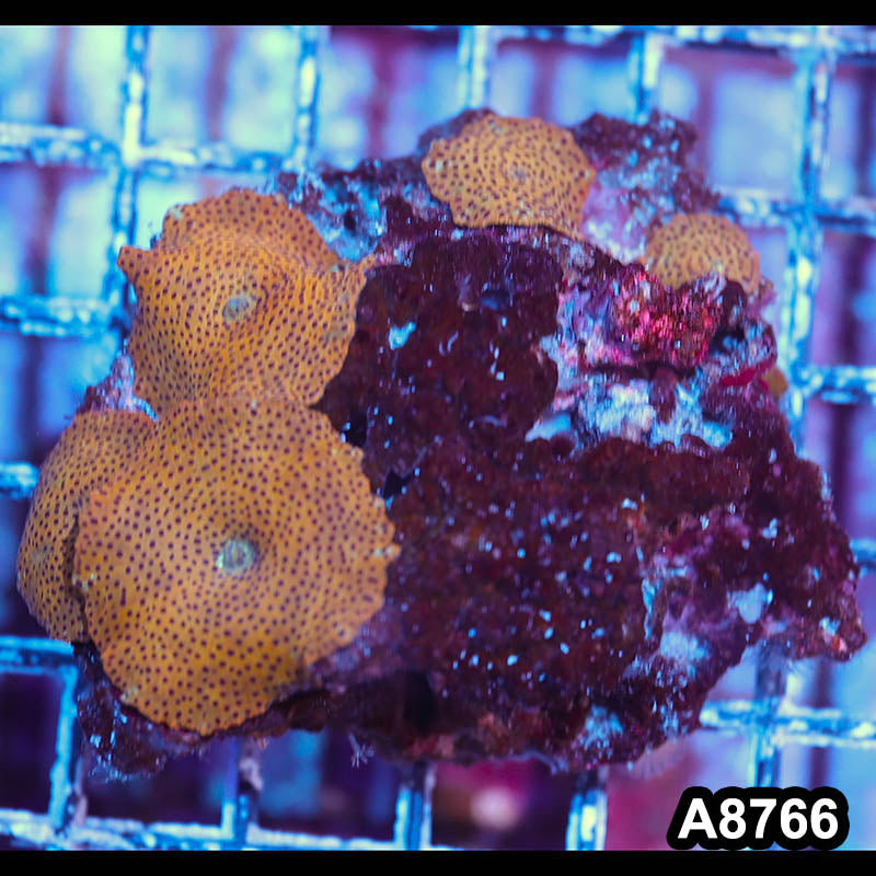 Item#A8766IN8766(S) WYSIWYG Vietnam Ultra Unique Gold Discosoma Mushroom Colony