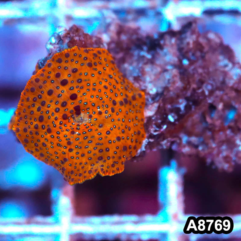 Item#A8769IN8769(S) WYSIWYG Vietnam Ultra Unique Gold Discosoma Mushroom