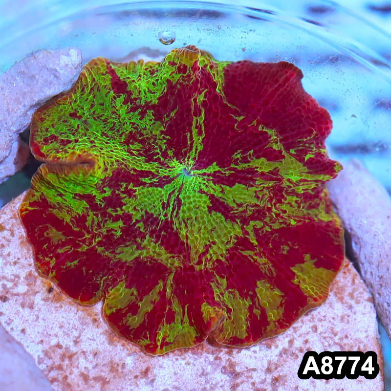 Item#A8774IN8774(S) WYSIWYG Vietnam Ultra Unique Jawbreaker Mushroom