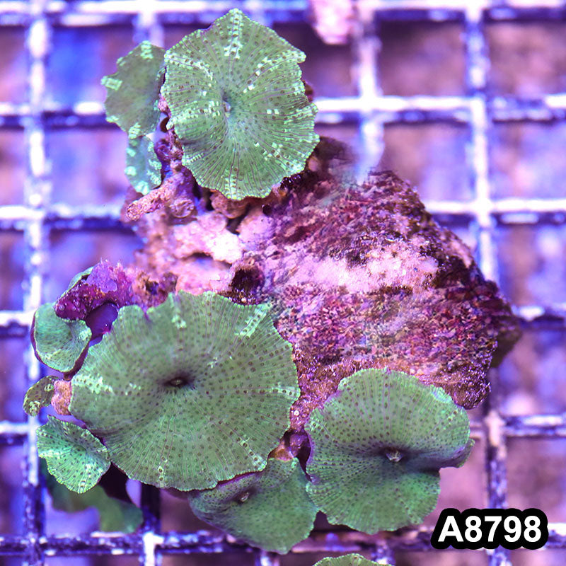 Item#A8798RW8798(S) WYSIWYG Vietnam Ultra Discosoma Mushroom Colony