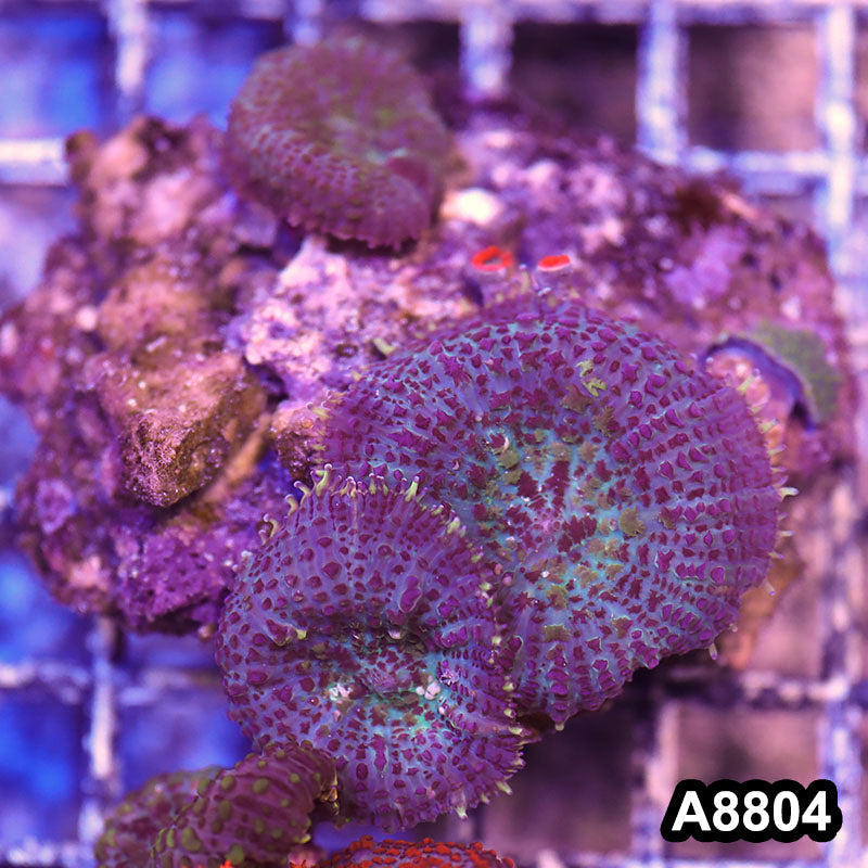 Item#A8804RW8804(S) WYSIWYG Vietnam Ultra Rhodactis Mushroom Colony