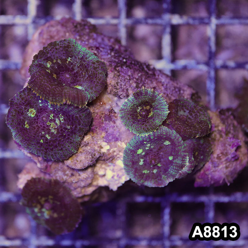 Item#A8813RW8813(S) WYSIWYG Vietnam Ultra Rhodactis Mushroom Colony