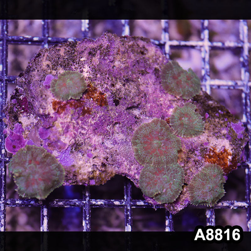 Item#A8816RW8816(M) WYSIWYG Vietnam Ultra Rhodactis Mushroom Colony