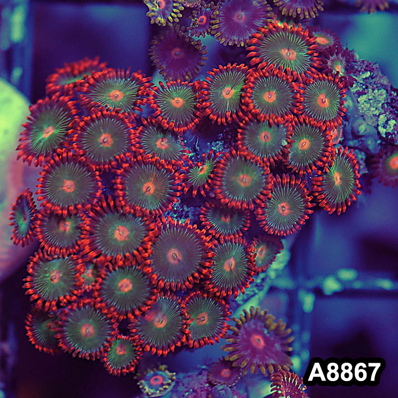 Item#A8867QT8867(S) WYSIWYG Indo Ultra Gatorade Zoanthid Frag