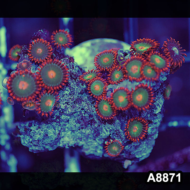 Item#A8871QT8871(S) WYSIWYG Indo Ultra Gatorade Zoanthid Frag