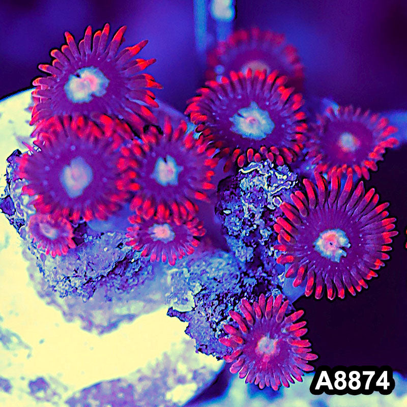 Item#A8874QT8874(S) WYSIWYG Indo Ultra Zoanthid Frag