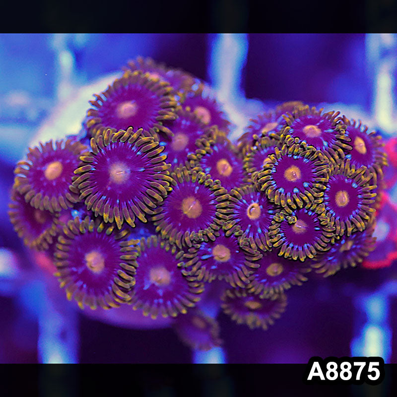 Item#A8875QT8875(S) WYSIWYG Indo Ultra Zoanthid Frag