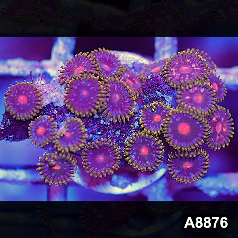 Item#A8876QT8876(S) WYSIWYG Indo Ultra Zoanthid Frag