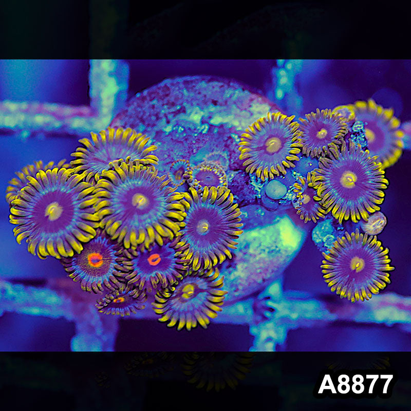 Item#A8877QT8877(S) WYSIWYG Indo Ultra Zoanthid Frag