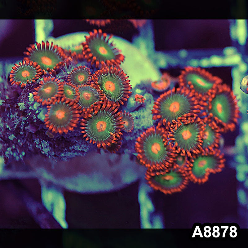 Item#A8878QT8878(S) WYSIWYG Indo Ultra Gatorade Zoanthid Frag