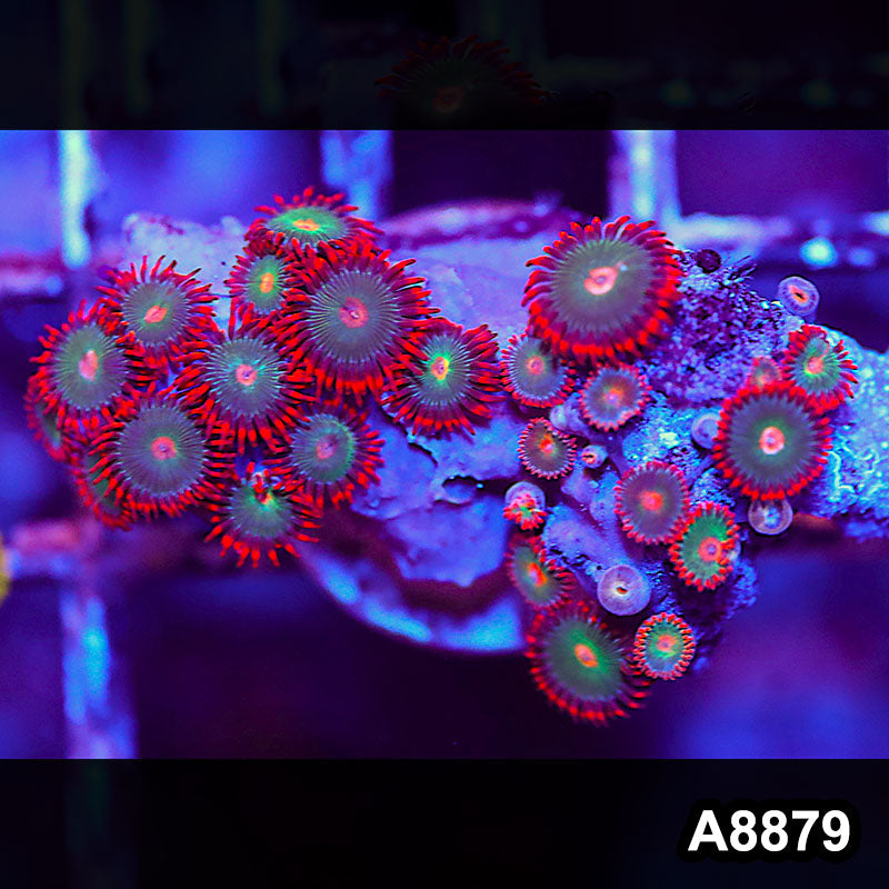 Item#A8879QT8879(S) WYSIWYG Indo Ultra Zoanthid Frag