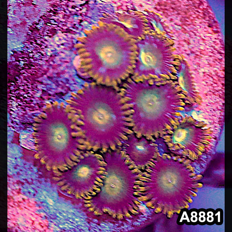 Item#A8881QT8881(S) WYSIWYG Indo Ultra Zoanthid Frag