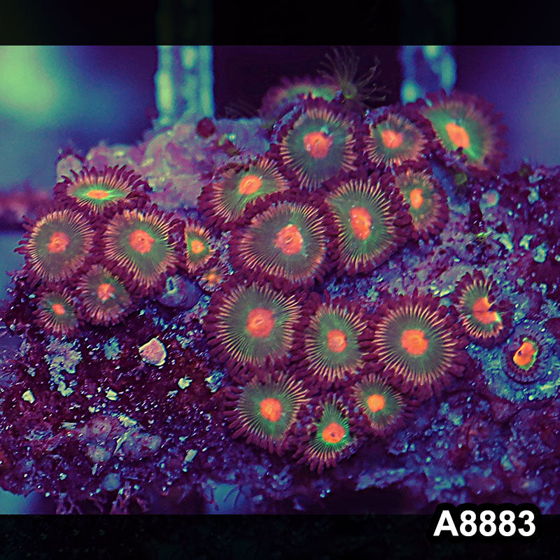 Item#A8883QT8883(S) WYSIWYG Indo Ultra Zoanthid Frag