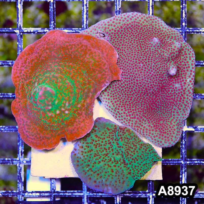 Item#A8937SP8937(S) WYSIWYG Cultured Montipora Combo