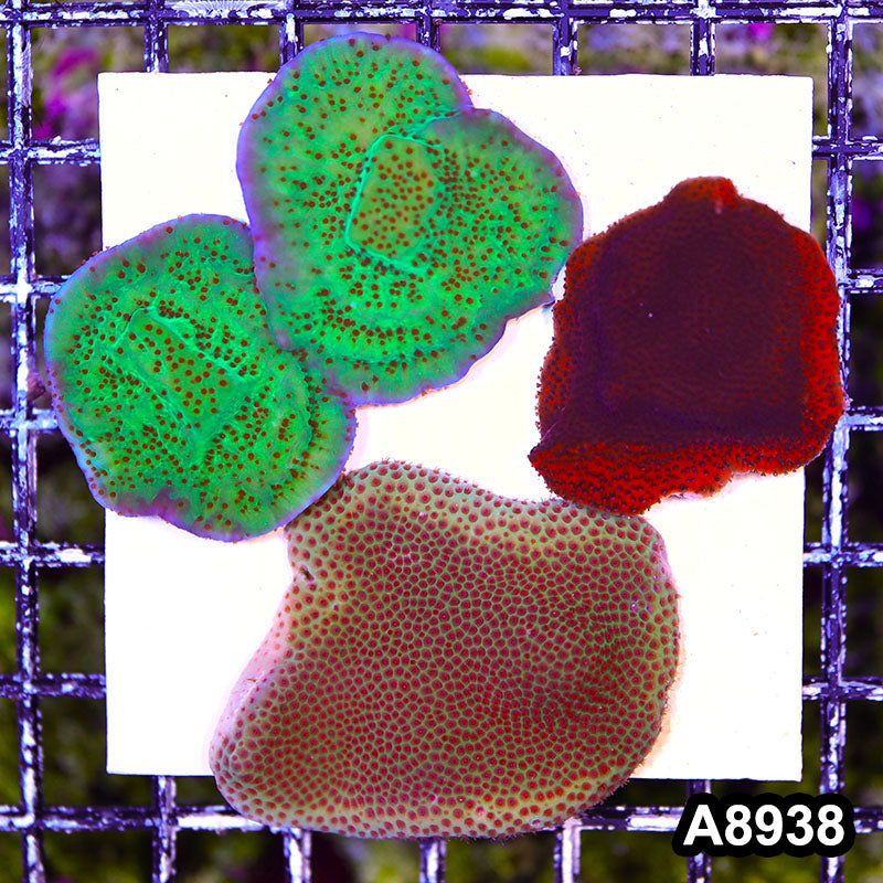 Item#A8938SP8938(S) WYSIWYG Cultured Montipora Combo