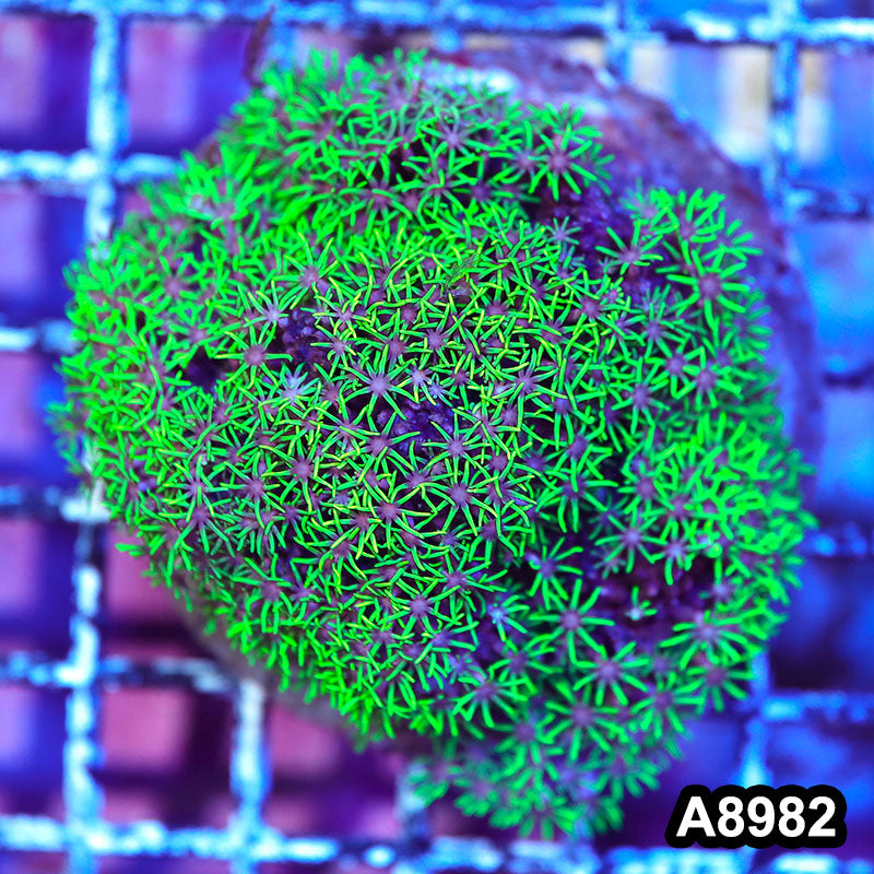 Item#A8982LW8982(M) WYSIWYG Indo Cultured Ultra Green Star Polyp Colony