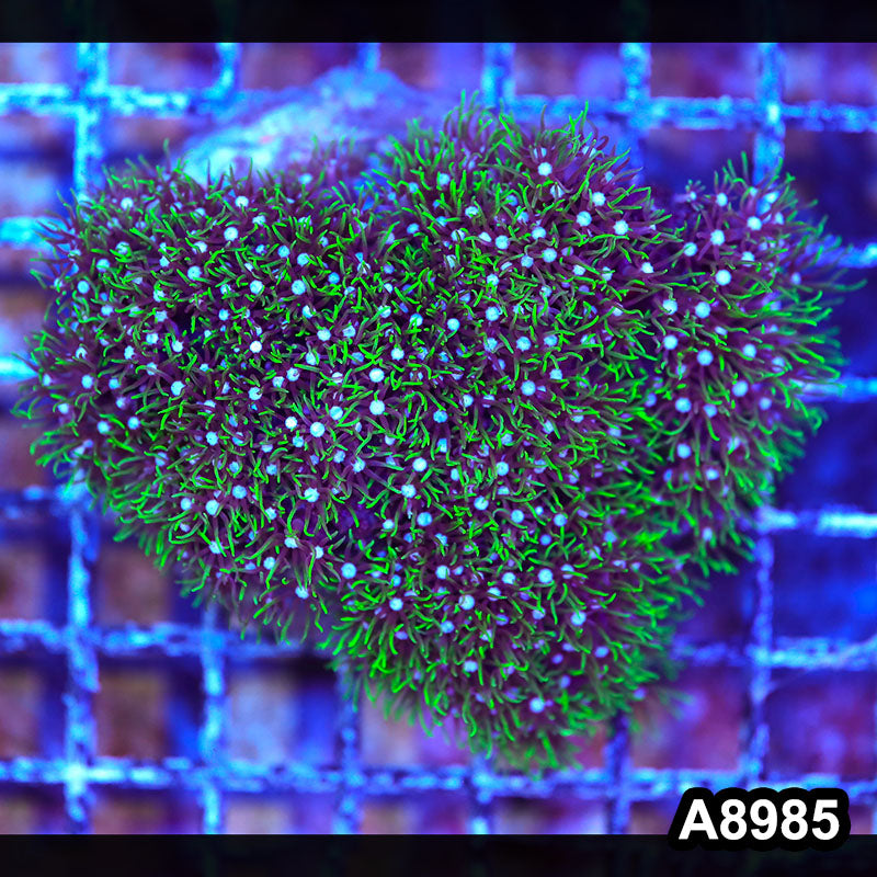 Item#A8985LW8985(M) WYSIWYG Indo Cultured Green Star Polyp Colony