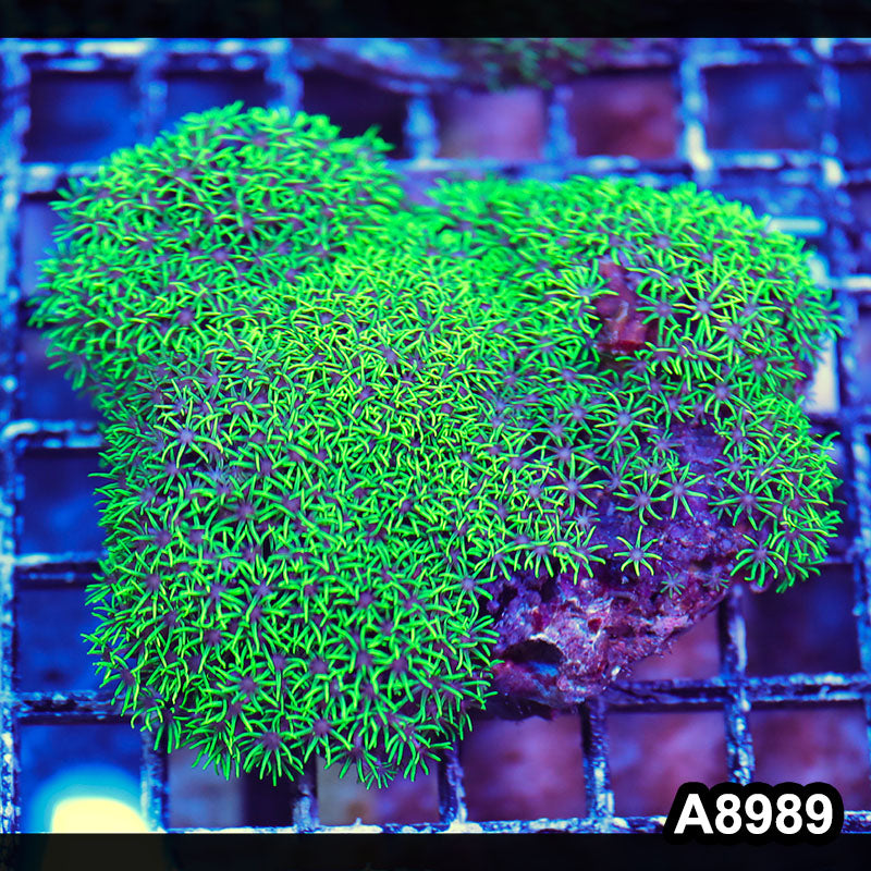 Item#A8989LW8989(M) WYSIWYG Indo Cultured Ultra Green Star Polyp Colony