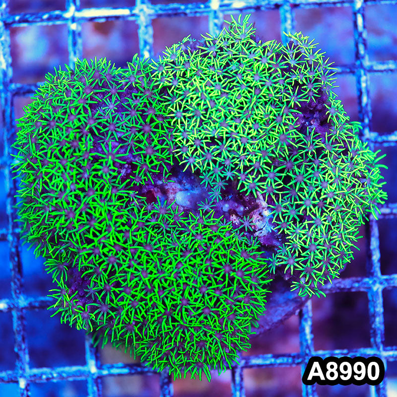 Item#A8990LW8990(M) WYSIWYG Indo Cultured Ultra Green Star Polyp Colony