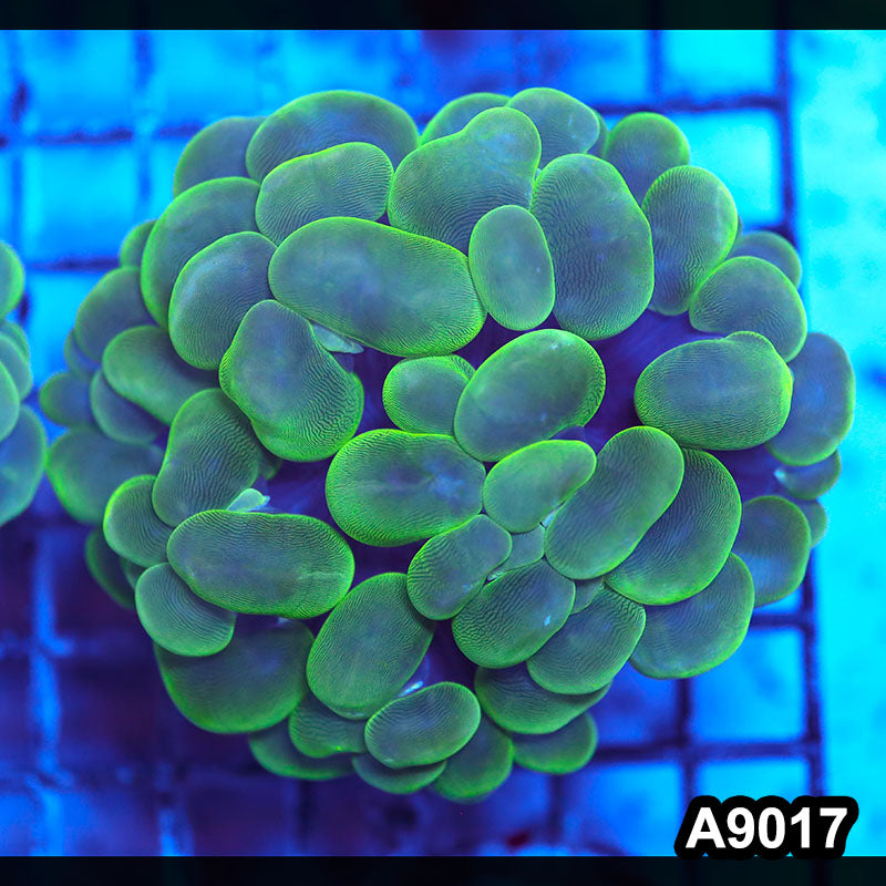 Item#A9017LW9017(M) WYSIWYG Indo Cultured Ultra Bubble Coral
