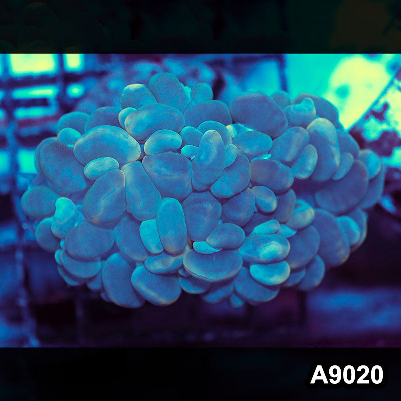 Item#A9020LW9020(M) WYSIWYG Indo Cultured Ultra Unique Bubble Coral