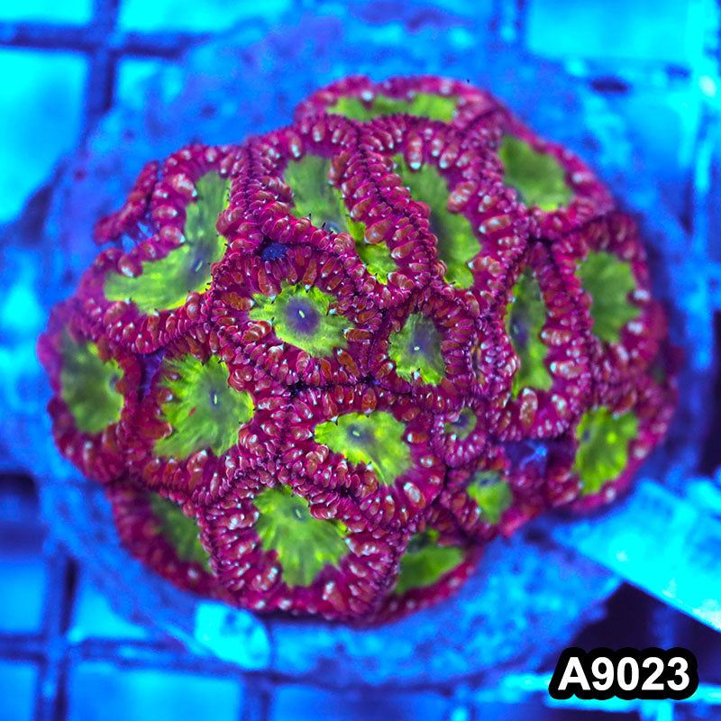 Item#A9023LW9023(M) WYSIWYG Indo Cultured Ultra Rare Blastomussa Colony