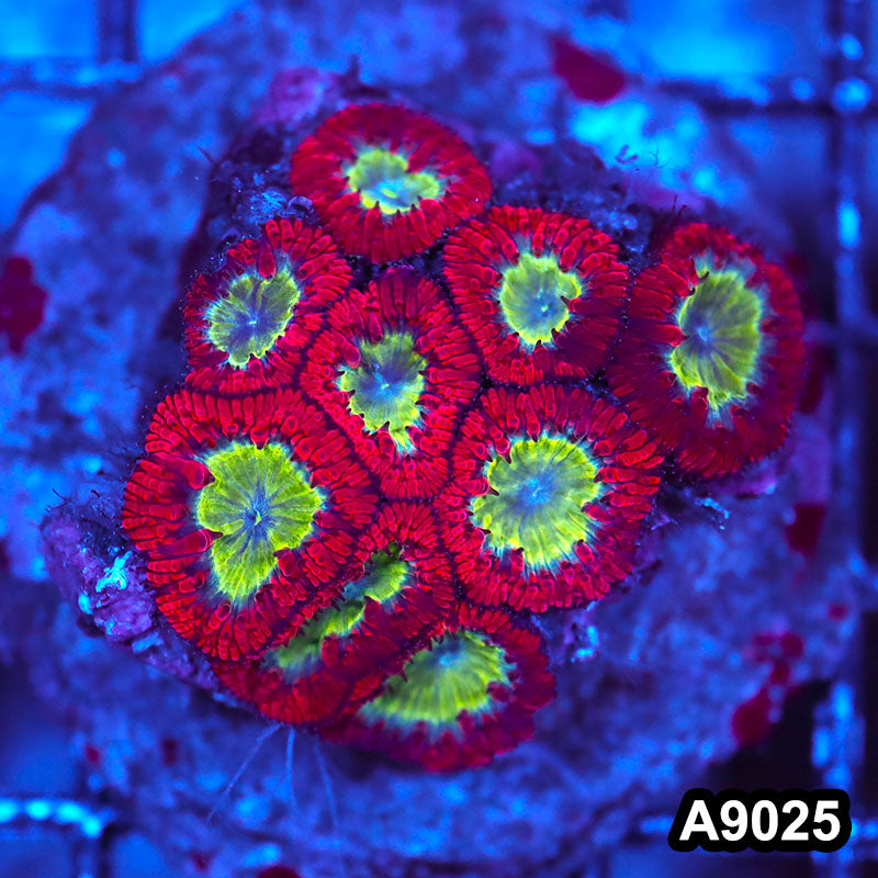 Item#A9025LW9025(M) WYSIWYG Indo Cultured Ultra Unique Blastomussa Colony