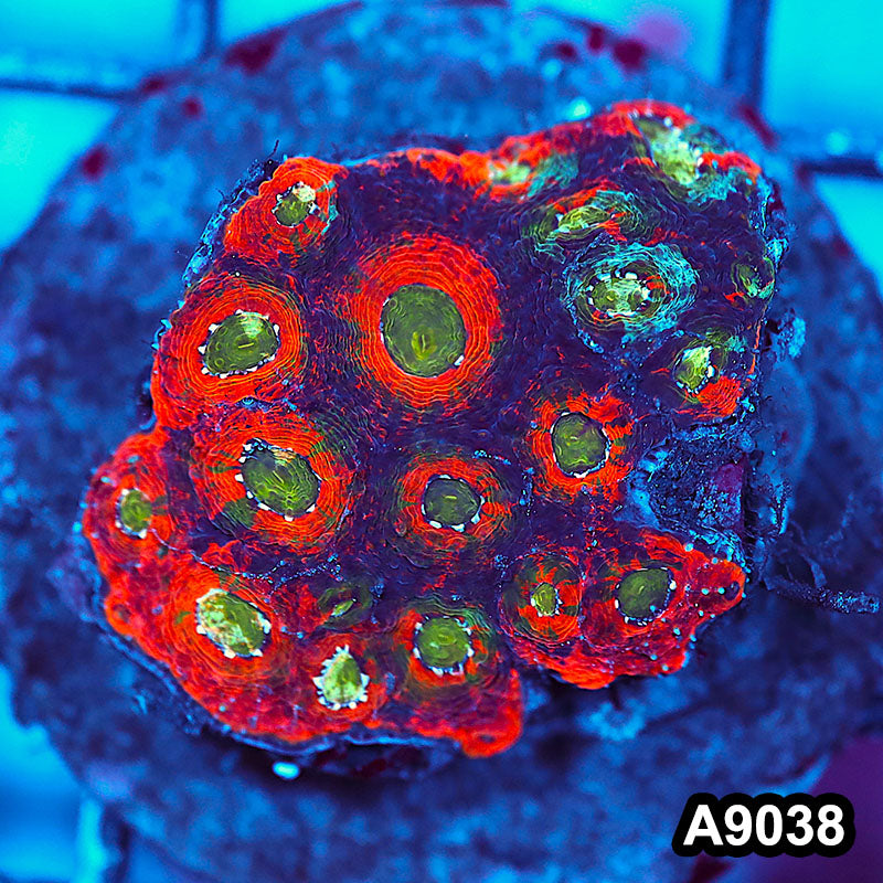 Item#A9038LW9038(M) WYSIWYG Indo Cultured Ultra Unique Acanthastrea Echinata Colony