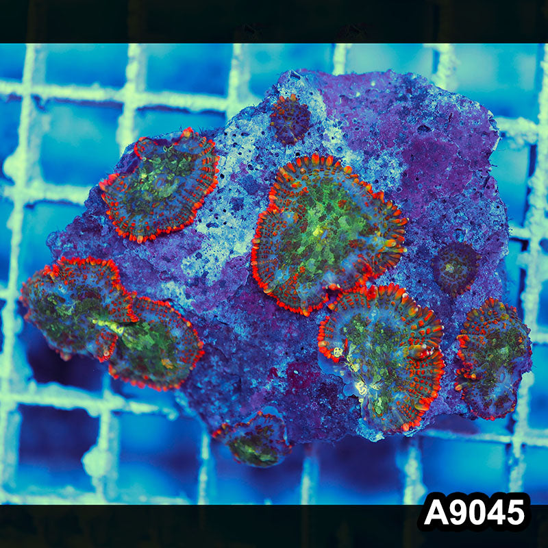 Item#A9045LW9045(S) WYSIWYG Indo Cultured Ultra Unique Rhodactis Mushroom Colony