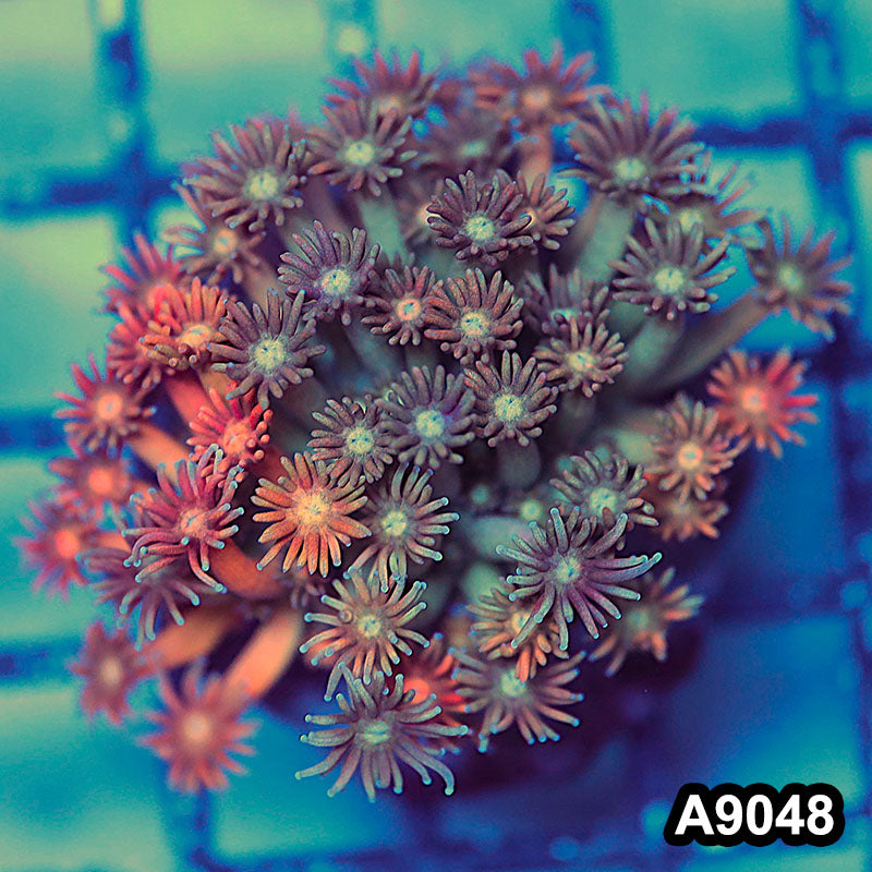 Item#A9048LW9048(M) WYSIWYG Indo Cultured Unique Rainbow Goniopora Colony