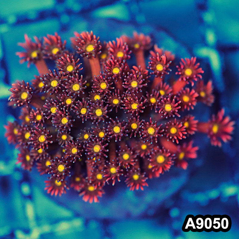 Item#A9050LW9050(M) WYSIWYG Indo Cultured Unique Rainbow Goniopora Colony