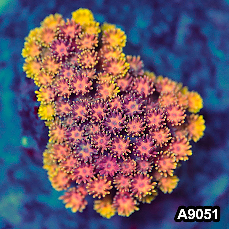 Item#A9051LW9051(S) WYSIWYG Indo Cultured Unique Rainbow Goniopora Colony