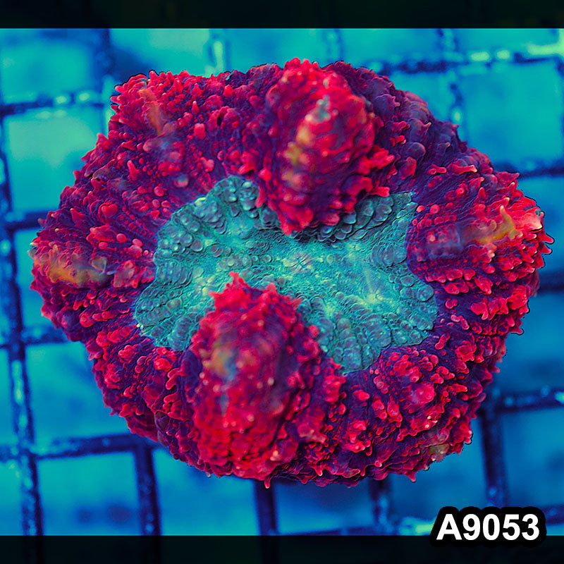 Item#A9053LW9053(M) WYSIWYG Indo Cultured Ultra Red Lobophyllia Colony